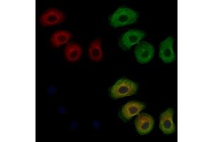 ABIN7094071 and ABIN7098115 staining Hela cells by IF/ICC. (ARHGAP10 anticorps  (Internal Region))