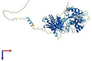 AlphaFold protein structure predicition of Mouse Recombinant Ddx28 Protein, UniprotID Q9CWT6