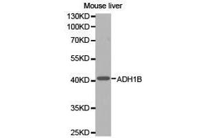 Western Blotting (WB) image for anti-Alcohol Dehydrogenase 1B (Class I), beta Polypeptide (ADH1B) antibody (ABIN1870818) (ADH1B anticorps)