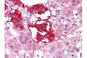 Immunohistochemical analysis of paraffin-embedded human Adrenal tissues using EPHB3 mouse mAb (EPH Receptor B3 anticorps  (AA 39-212))