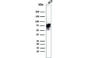 Western Blot Analysis of PC3 cell lysate. (Moesin anticorps)
