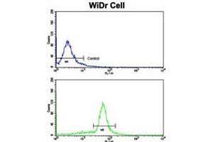 Flow Cytometry (FACS) image for anti-Villin 1 (VIL1) antibody (ABIN3002792) (Villin 1 anticorps)
