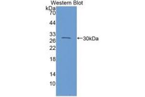 Western blot analysis of recombinant Mouse C1INH. (SERPING1 anticorps  (AA 35-179))