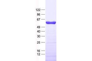 Validation with Western Blot (Zinc finger protein 82 homolog (ZFP82) protein (His tag))