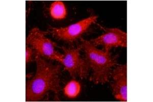 Immunofluorescence (IF) image for anti-C-Type Lectin Domain Family 4, Member E (CLEC4E) (AA 41-219) antibody (ABIN487350) (CLEC4E anticorps  (AA 41-219))