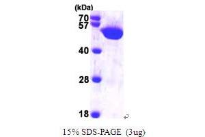 Histidyl-tRNA Synthetase (HARS1) (AA 1-509) protein (His tag)