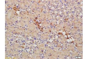 Formalin-fixed and paraffin embedded mouse kidney labeled with Anti-CRIM1 Polyclonal Antibody, Unconjugated (ABIN676853) at 1:200, followed by conjugation to the secondary antibody and DAB staining (CRIM1 anticorps  (AA 901-1028))