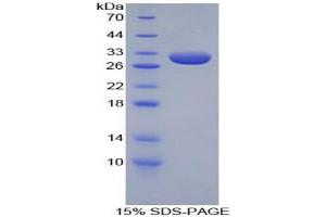 SDS-PAGE analysis of Rabbit Apolipoprotein A1 Protein. (APOA1 Protéine)