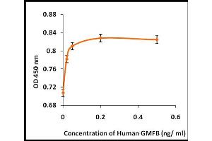 Activity Assay (AcA) image for Glia Maturation Factor, beta (GMFB) (Active) protein (ABIN5509463) (GMFB Protéine)