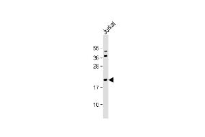 Anti-Bid Antibody (BH3 Domain Specific) at 1:2000 dilution + Jurkat whole cell lysate Lysates/proteins at 20 μg per lane. (BID anticorps  (AA 68-103))