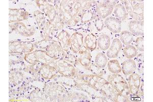 Formalin-fixed and paraffin embedded human kidney labeled with Rabbit Anti Mitofusin 2/MFN2 Polyclonal Antibody, Unconjugated (ABIN682528) at 1:200 followed by conjugation to the secondary antibody and DAB staining (MFN2 anticorps  (AA 1-120))