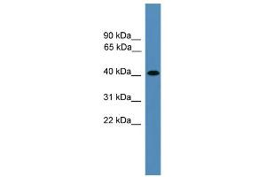 WB Suggested Anti-AIMP2 Antibody Titration: 0. (AIMP2 anticorps  (Middle Region))