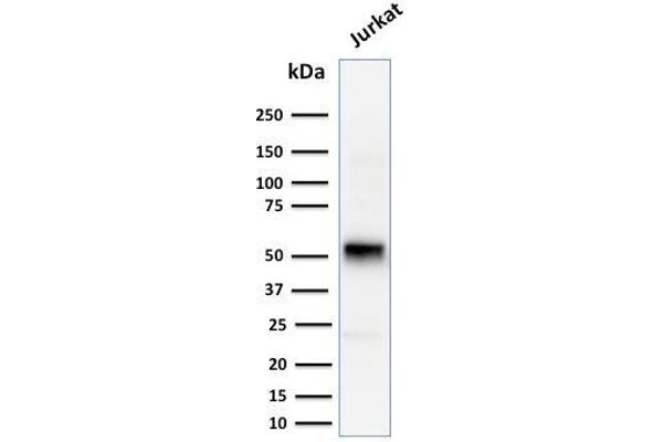 Cyclin E1 anticorps  (AA 10-176)