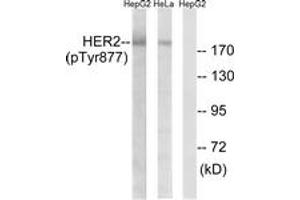 Western blot analysis of extracts from HepG2 cells and HeLa cells, using HER2 (Phospho-Tyr877) Antibody. (ErbB2/Her2 anticorps  (pTyr877))