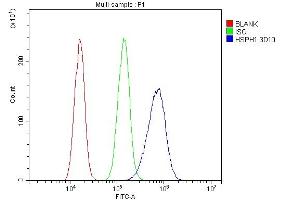 Flow Cytometry analysis of A431 cells using anti-HSPH1 antibody (ABIN7602237). (HSPH1 anticorps  (AA 653-858))