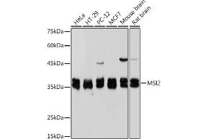 Western blot analysis of extracts of various cell lines, using Musashi-2 (Musashi-2 (MSI2)) Rabbit mAb (ABIN7268701) at 1:1000 dilution. (MSI2 anticorps)