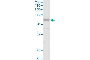 FSD1 MaxPab polyclonal antibody.