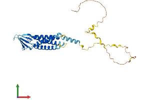 AlphaFold protein structure predicition of Mouse Recombinant Cldn23 Protein, UniprotID Q9D7D7