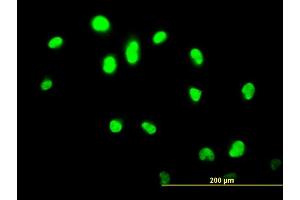 Immunofluorescence of monoclonal antibody to GABPA on HeLa cell.
