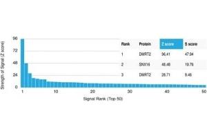Analysis of Protein Array containing more than 19,000 full-length human proteins using DMRT2 Mouse Monoclonal Antibody (PCRP- DMRT2-1D3).