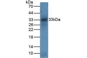 Detection of TPS in Mouse Intestine Tissue using Polyclonal Antibody to Tryptase (TPS) (TPSAB1 anticorps  (AA 161-262))