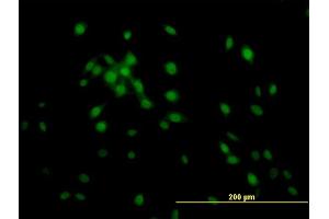 Immunofluorescence of monoclonal antibody to KLF11 on NIH/3T3 cell. (KLF11 anticorps  (AA 404-512))