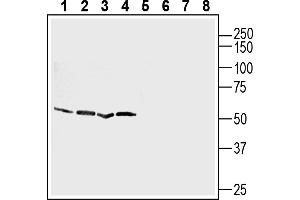 Chemokine (C-X-C Motif) Receptor 4 (CXCR4) peptide