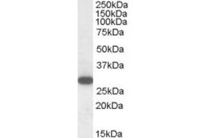 ABIN185237 (1µg/ml) staining of Human Peripheral Blood Mononucleocytes lysate (35µg protein in RIPA buffer). (RGS18 anticorps  (C-Term))