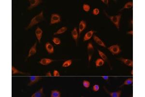 Immunofluorescence analysis of L929 cells using TP53I13 Polyclonal Antibody at dilution of 1:100. (TP53I13 anticorps)