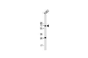 Anti-STT3A Antibody (Center) at 1:2000 dilution + K562 whole cell lysate Lysates/proteins at 20 μg per lane.
