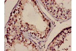 Immunohistochemistry of paraffin-embedded human testis tissue using ABIN7165721 at dilution of 1:100 (NELL2 anticorps  (AA 511-637))