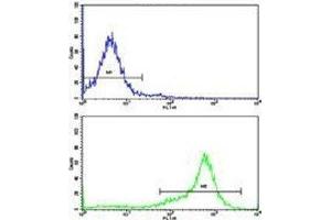 Flow cytometric analysis of 293 cells using SHP2 antibody (green) compared to a negative control (blue).
