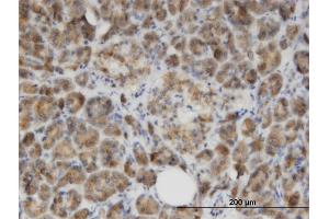 Immunoperoxidase of monoclonal antibody to GLYAT on formalin-fixed paraffin-embedded human salivary gland. (GLYAT anticorps  (AA 64-163))