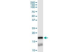 Immunoprecipitation of PTGES transfected lysate using anti-PTGES MaxPab rabbit polyclonal antibody and Protein A Magnetic Bead , and immunoblotted with PTGES purified MaxPab mouse polyclonal antibody (B01P) .