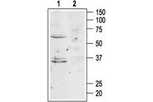 Western blot analysis of mouse brain lysates: - 1. (MC4R anticorps  (Extracellular, N-Term))