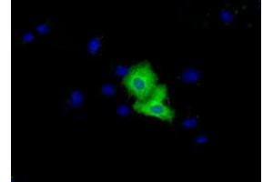Immunofluorescence (IF) image for anti-Von Willebrand Factor A Domain Containing 5A (VWA5A) antibody (ABIN1501748) (VWA5A anticorps)