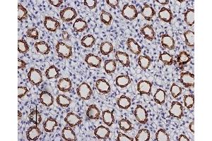 Expression of AQP2 in rat kidney - Immunohistochemical staining of rat kidney paraffin embedded section showing the inner medulla using Anti-Aquaporin 2 Antibody (ABIN7042935, ABIN7045196 and ABIN7045197), (1:100).