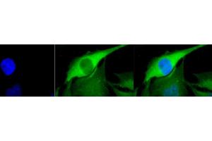 Immunocytochemistry/Immunofluorescence analysis using Rabbit Anti-Hsp70 Polyclonal Antibody (ABIN361820 and ABIN361821). (HSP70 anticorps)