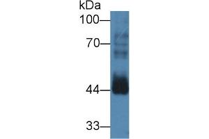 Detection of CCNB2 in Mouse Testis lysate using Polyclonal Antibody to Cyclin B2 (CCNB2) (Cyclin B2 anticorps  (AA 58-398))
