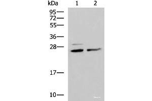 Western blot analysis of Hela and K562 cell lysates using SNRPB2 Polyclonal Antibody at dilution of 1:1600 (SNRPB2 anticorps)