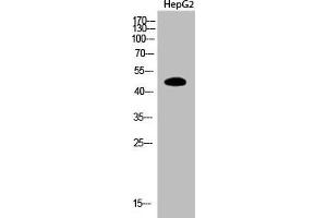 Western Blot analysis of HepG2 cells using Acetyl-PTEN (K402) Polyclonal Antibody (PTEN anticorps  (acLys402))