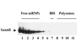 Sam68 associated with polysomal RNA and RNA granules. (KHDRBS1 anticorps)