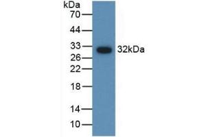Detection of Recombinant AMH, Gallus using Polyclonal Antibody to Anti-Mullerian Hormone (AMH) (AMH anticorps  (AA 409-644))