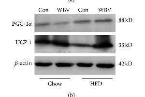 Protein expression of UCP1 and PGC-1α in WAT.