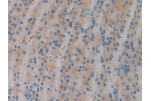 Detection of CBG in Rat Stomach Tissue using Polyclonal Antibody to Corticosteroid Binding Globulin (CBG)