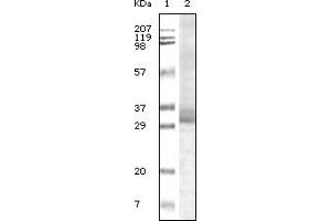 Western Blotting (WB) image for anti-Tripartite Motif Containing 5 (TRIM5) (truncated) antibody (ABIN2464117) (TRIM5 anticorps  (truncated))