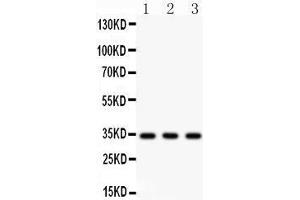 Anti- Caspase-7 Picoband antibody, Western blotting All lanes: Anti Caspase-7 at 0. (Caspase 7 anticorps  (AA 117-198))