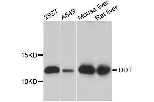Western blot analysis of extracts of various cell lines, using DDT antibody. (DDT anticorps  (AA 1-118))