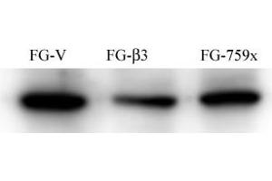 FG Pancreatic Carcinoma Cell Lines stably expressing vector along (FG-V) the b3 integrin subunit (FG-b3) or a b3 truncation mutant (FG-759x).