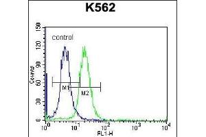 FSHB/FSH Antibody (Center) (ABIN656979 and ABIN2846162) flow cytometric analysis of K562 cells (right histogram) compared to a negative control cell (left histogram). (FSHB anticorps  (AA 36-64))